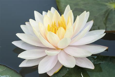 what is white lotus